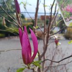 Magnólia hybridná (Magnolia Hybrida) ´SUSAN´ - výška 170-180 cm, kont. C10L (-24°C) NA KMIENKU